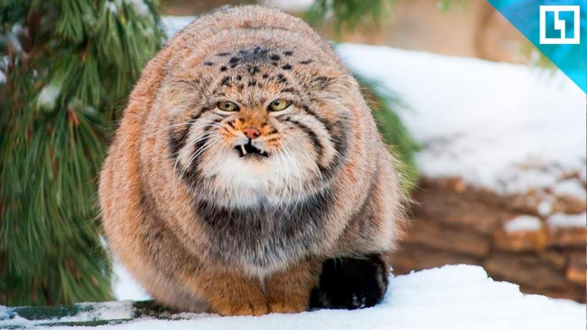 Манул (палласов кот)