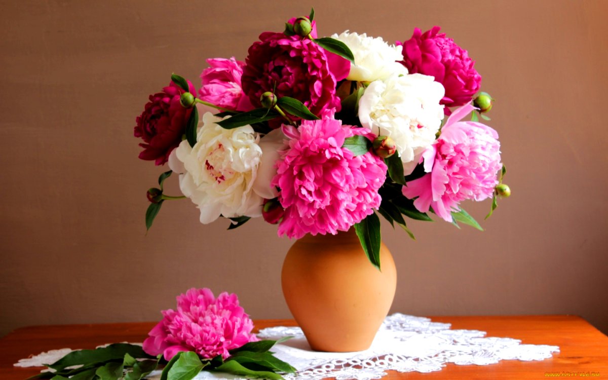 Marianna-Lokshina пионы