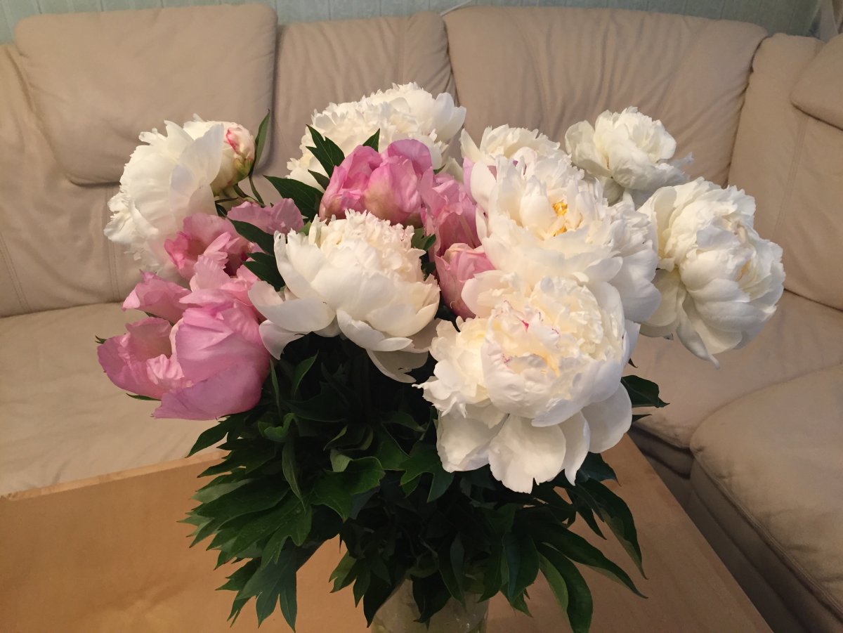 Пион розовый зефир