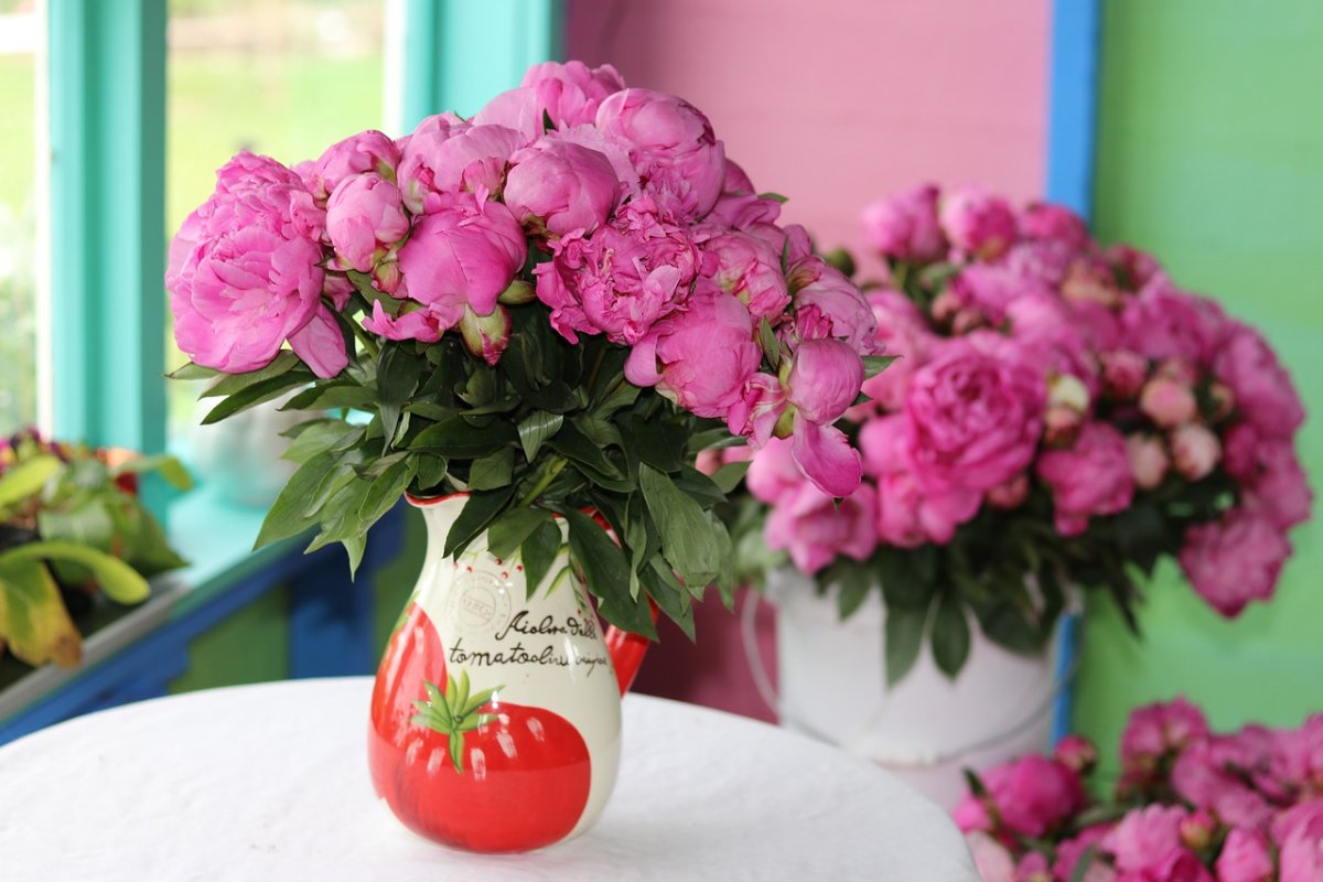 Цветы на окне
