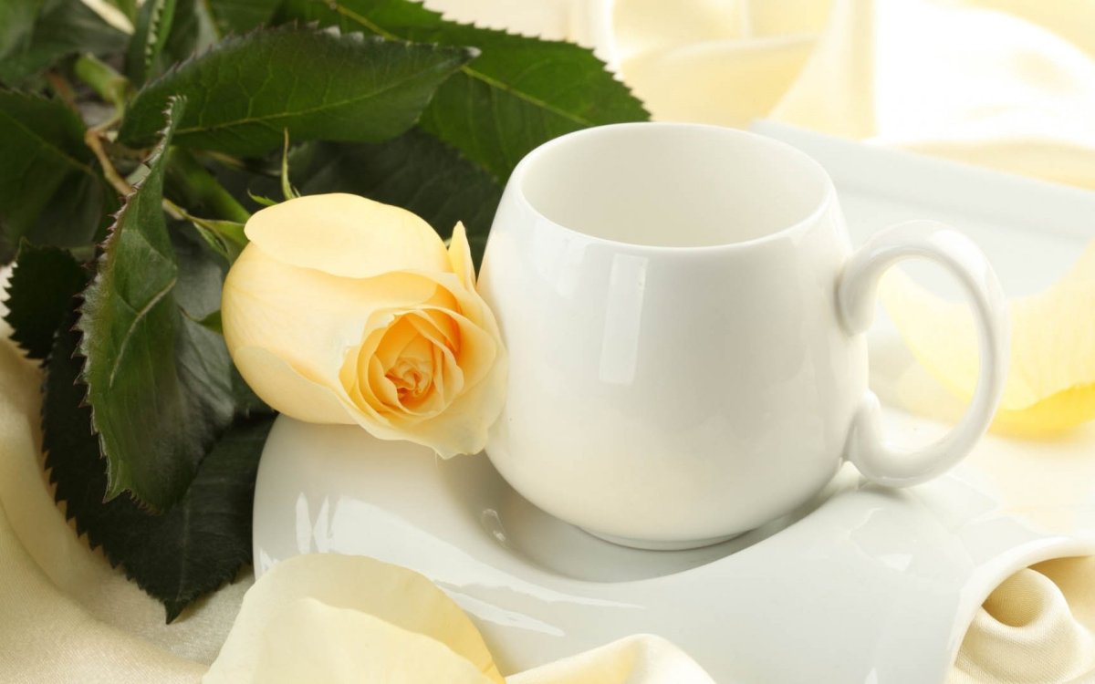 Доброе утро розы