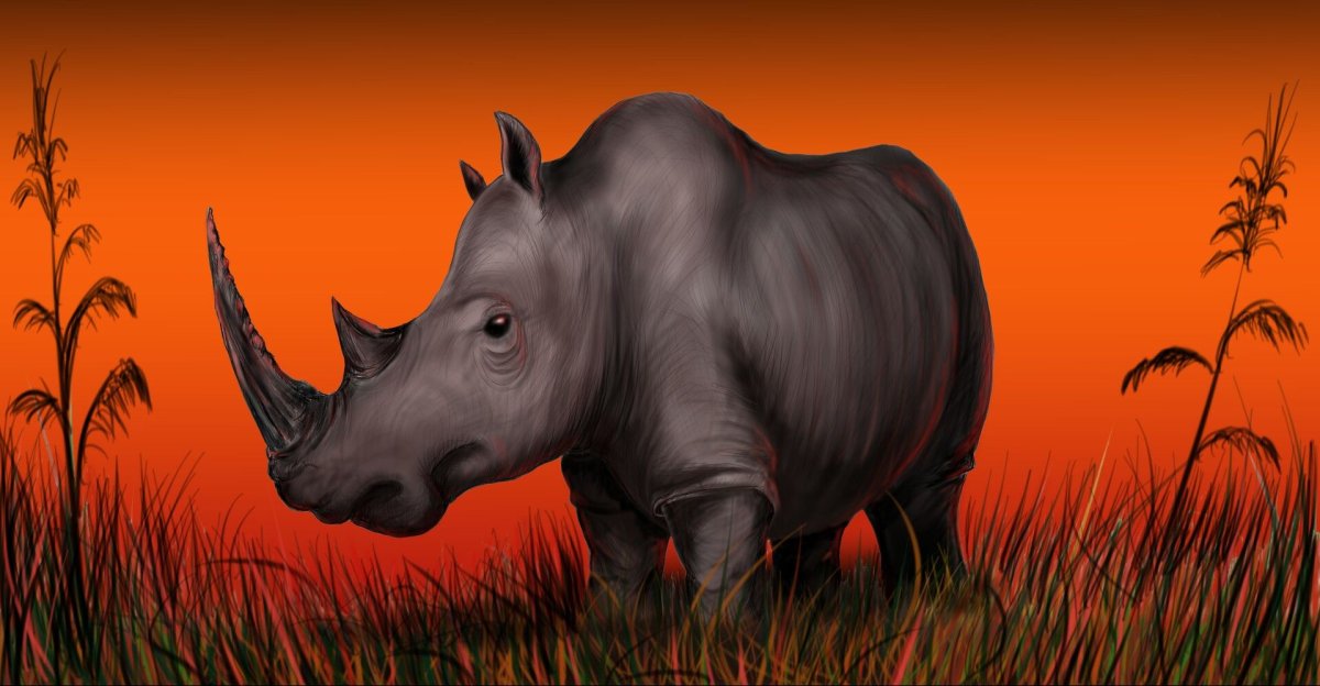 Носорог рисунок