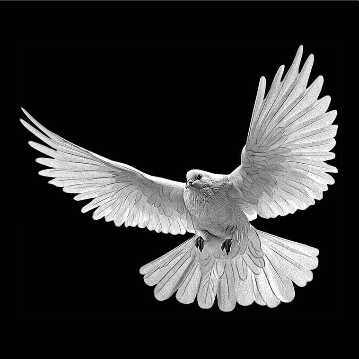 Голубь ретушь