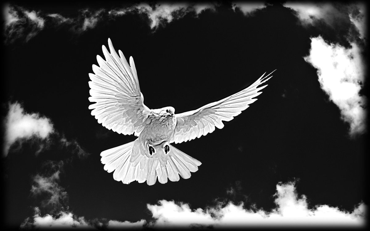 Голуби на памятнике гравировка