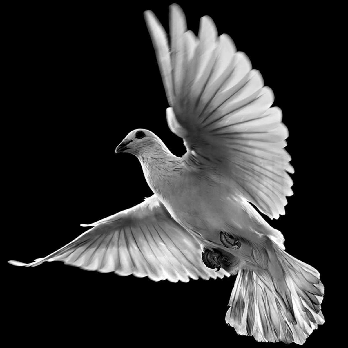 Голубь гравировка