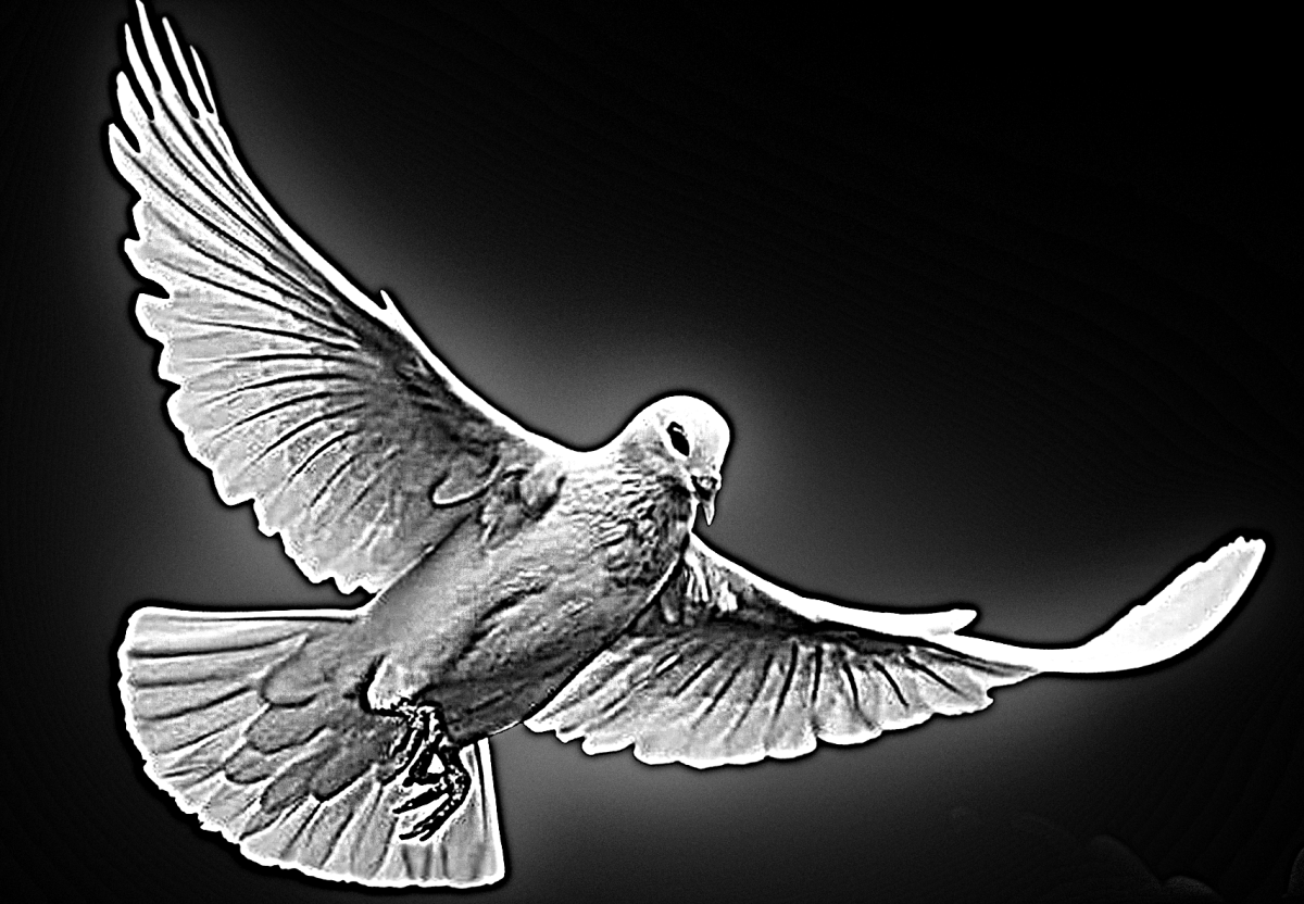 Голуби на памятник