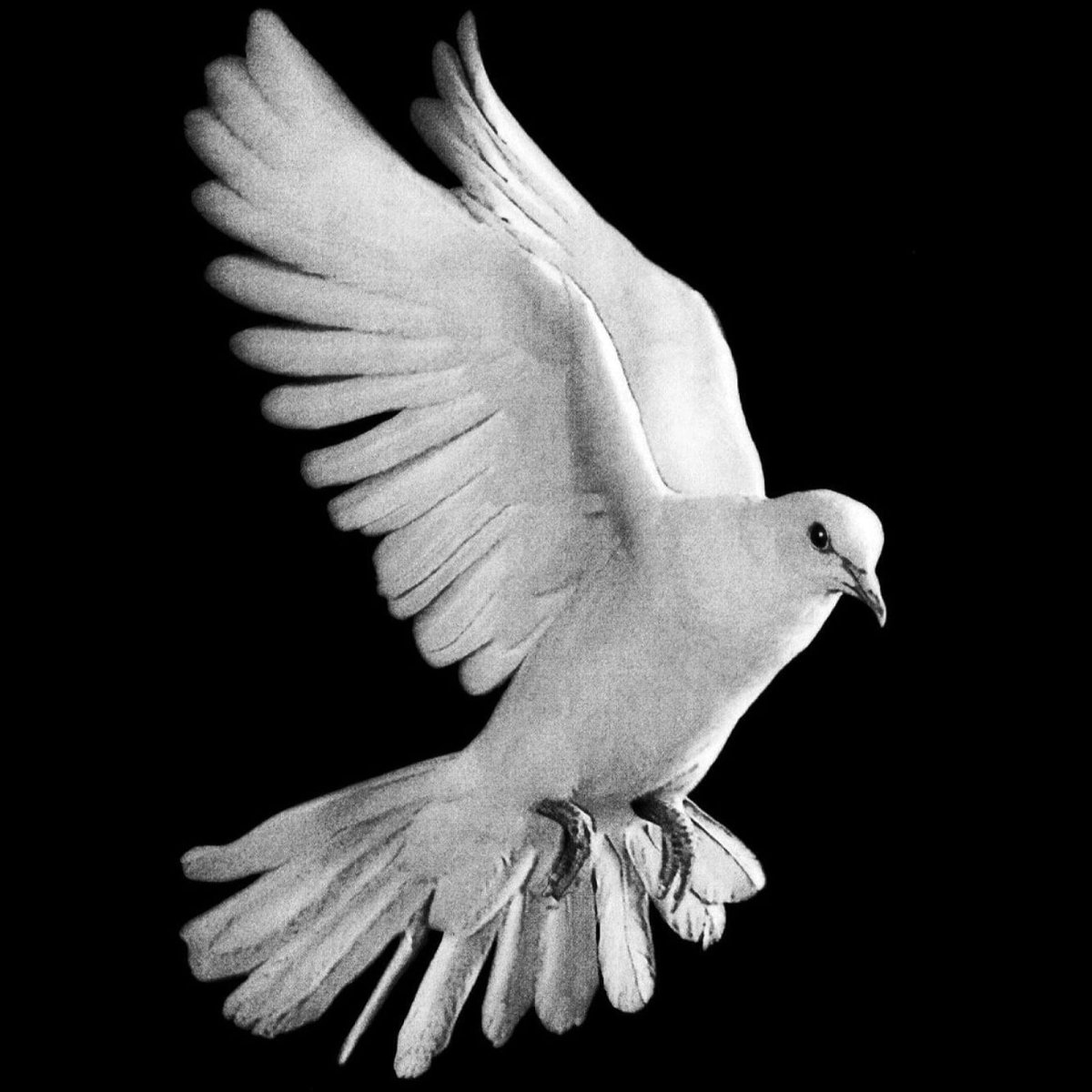 Белый голубь на черном фоне