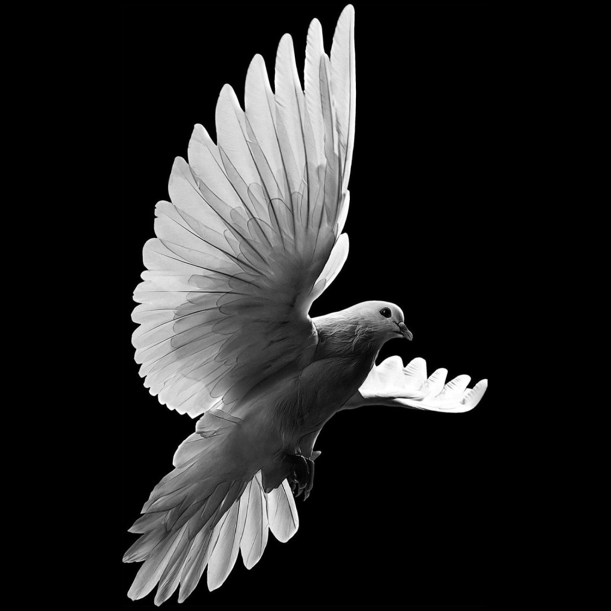 Голуби на памятнике гравировка