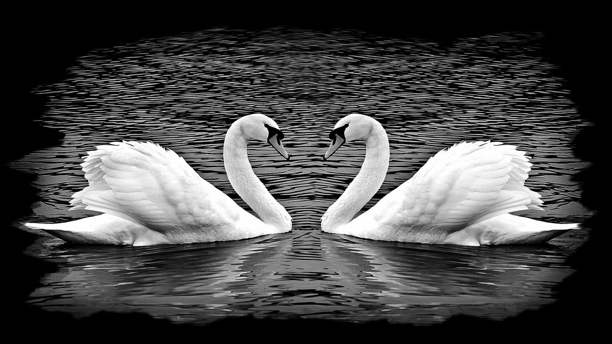 Голуби на памятник