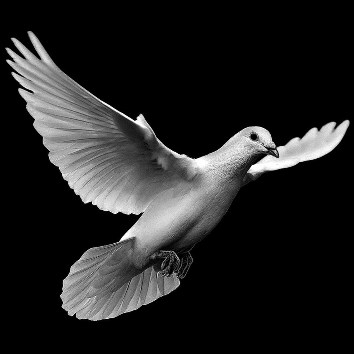 Голуби на памятнике гравировка