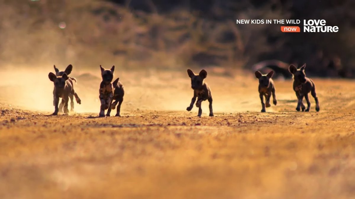 Детеныш гиены