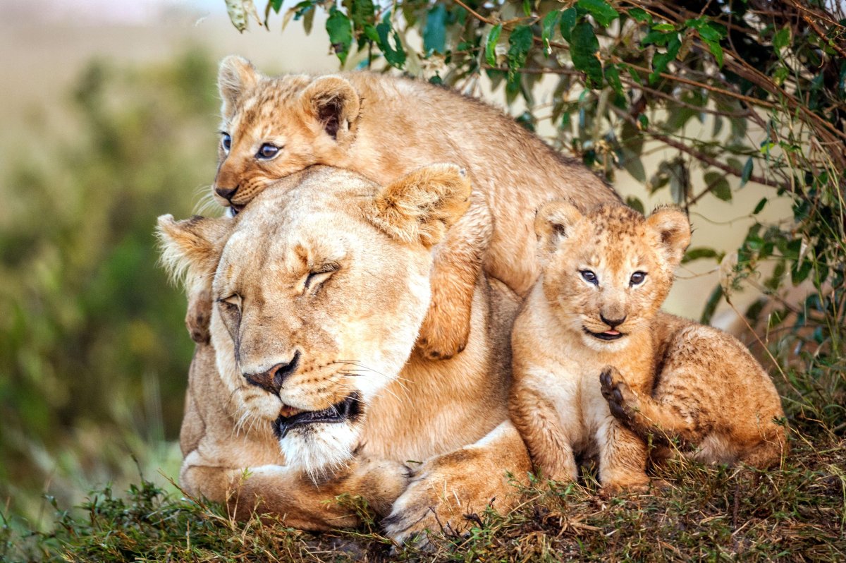 Мамы и Детеныши