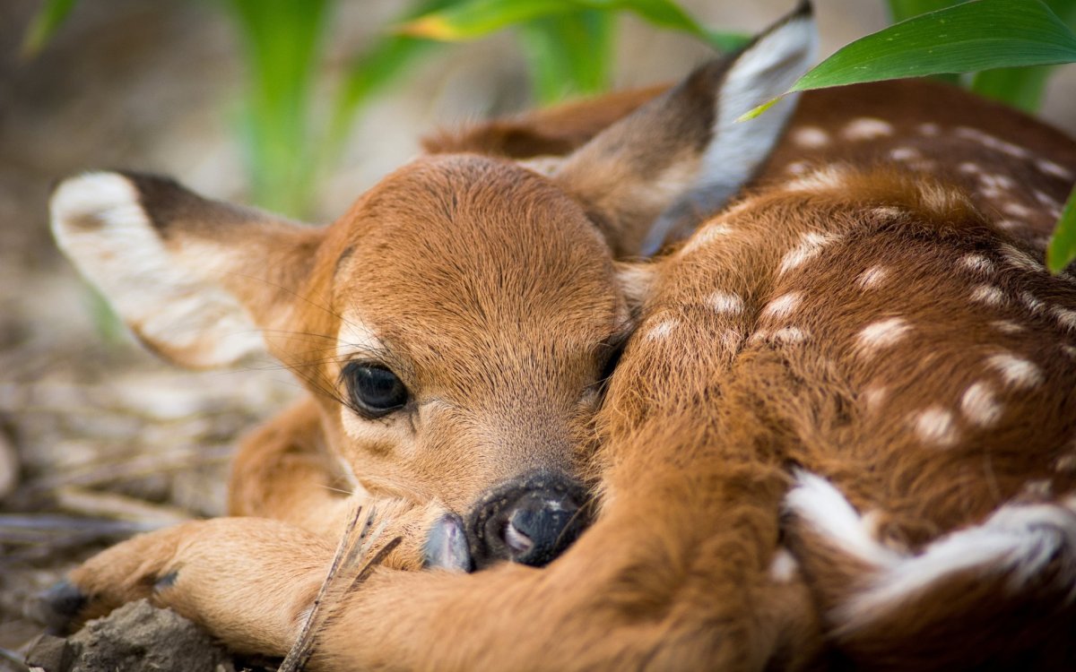 Детеныш песца