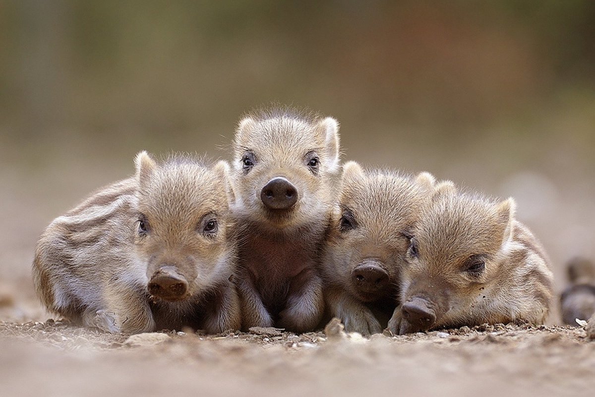 Маленькие Детеныши животных