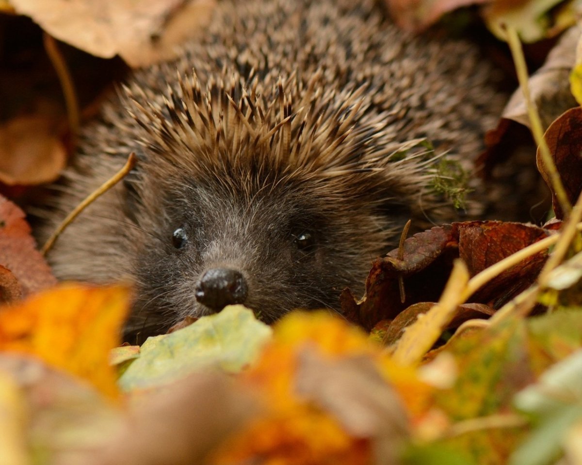 Ежик с яблоком мультяшный