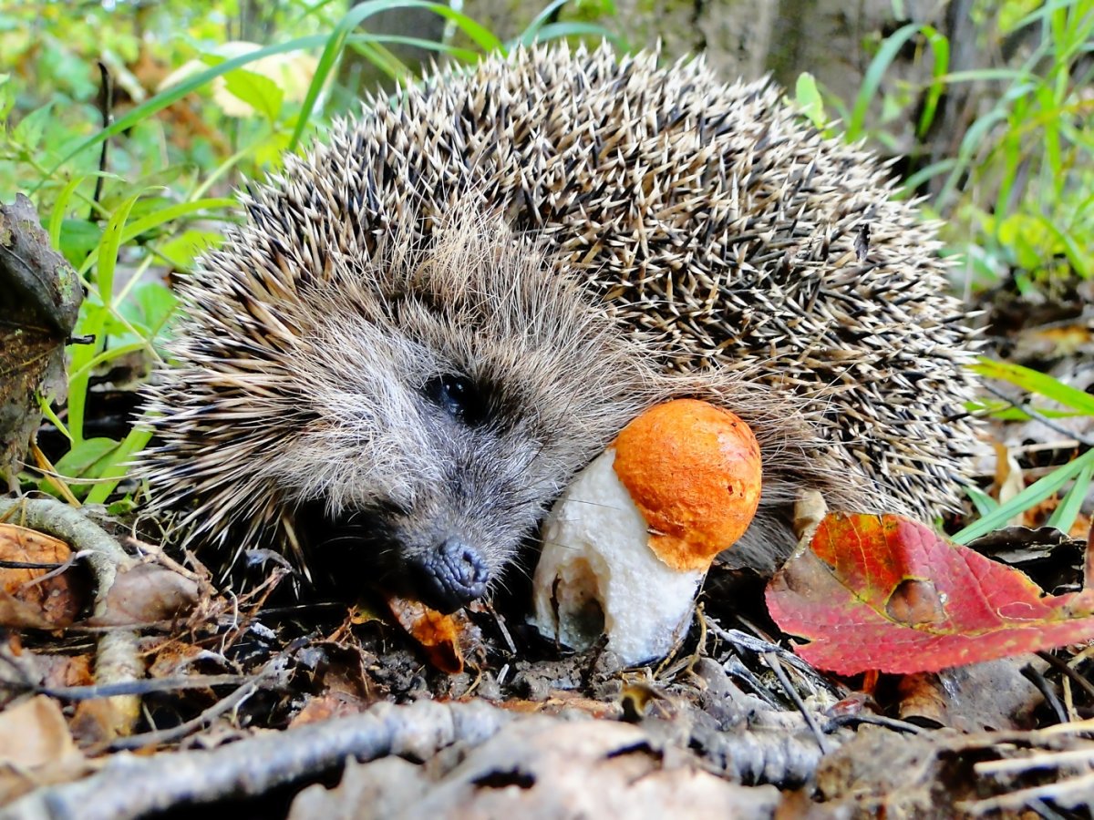 Ежик и грибочек
