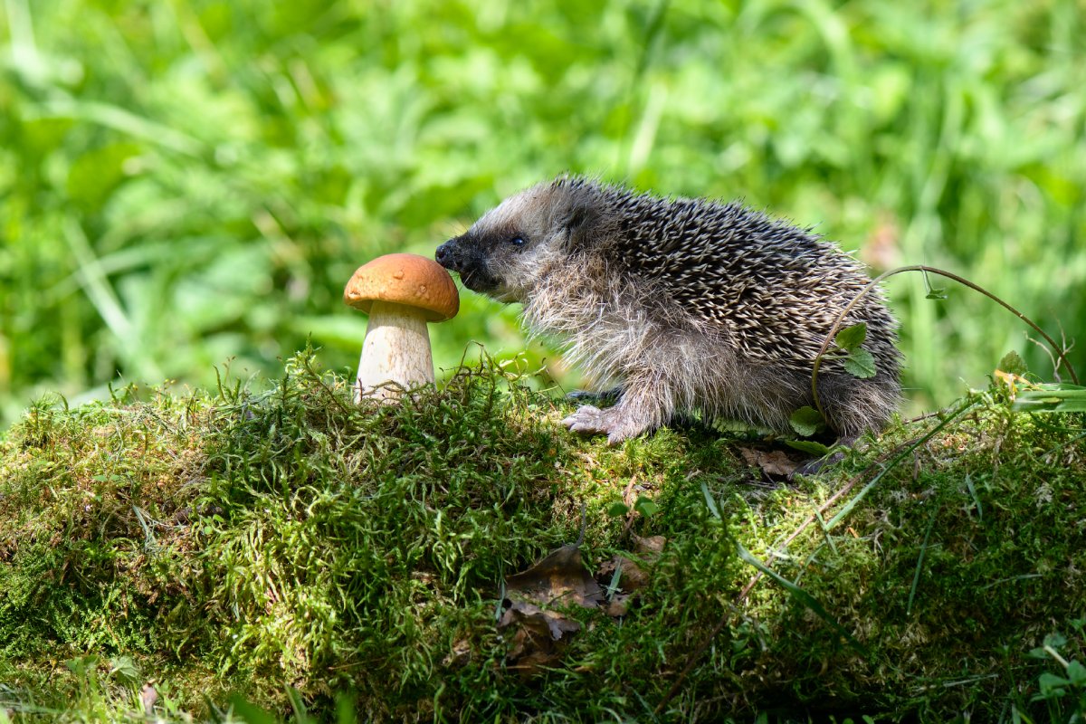 Ежик с грибами