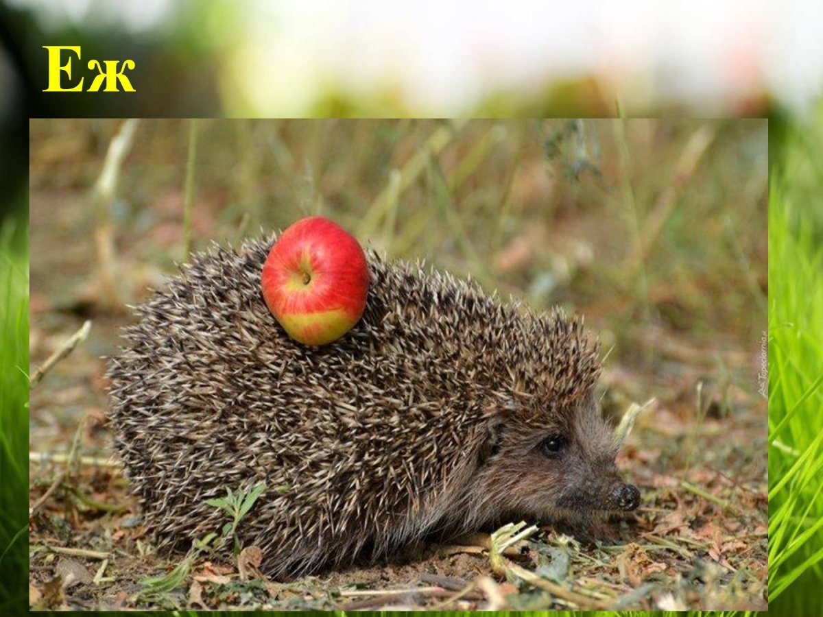 Ежик с яблоком