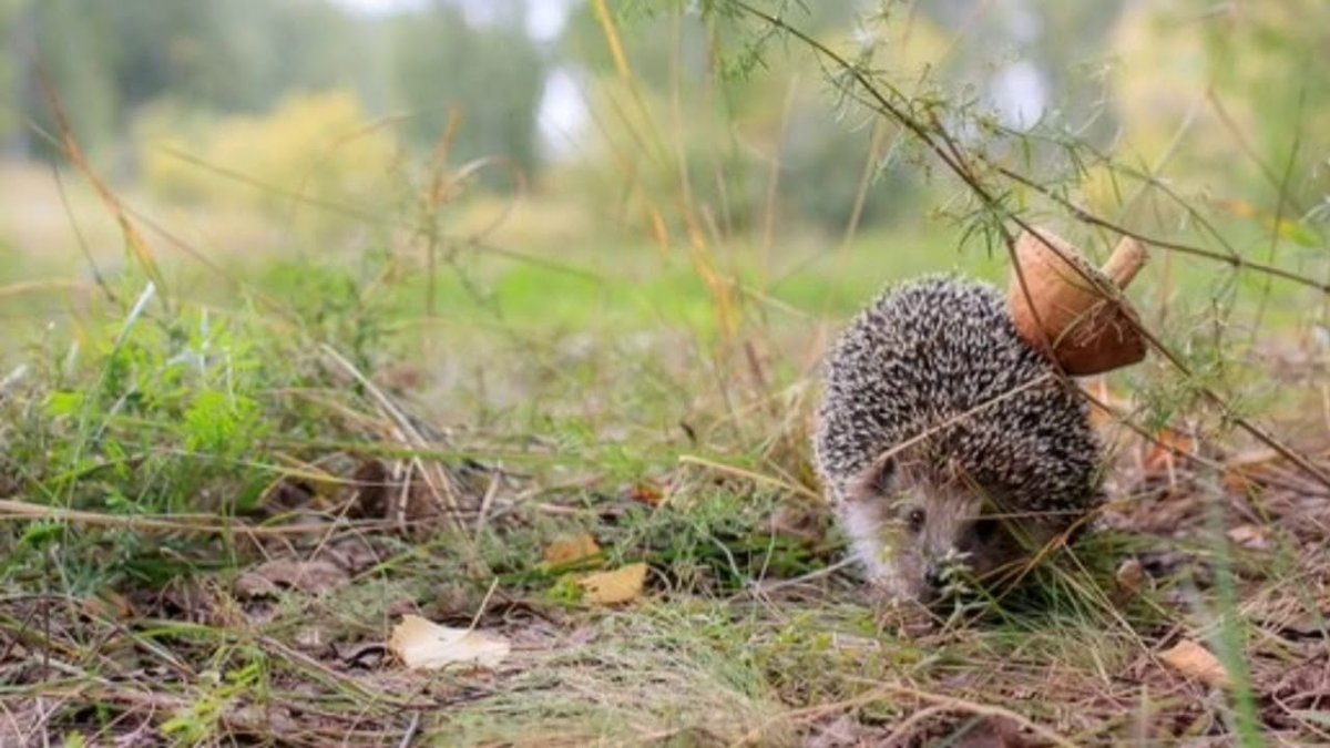 Советские открытки осень