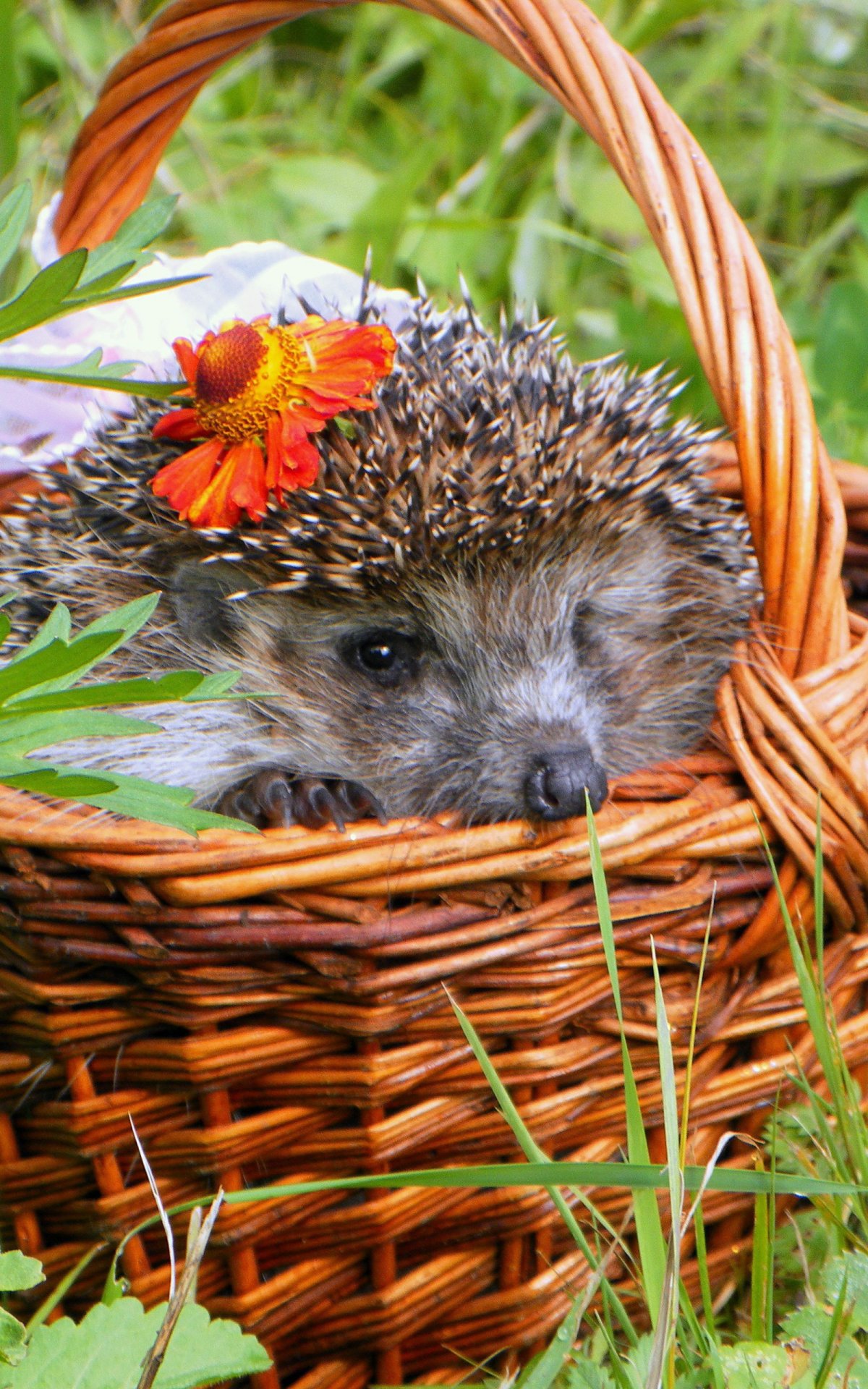 Мультяшная семья ежиков