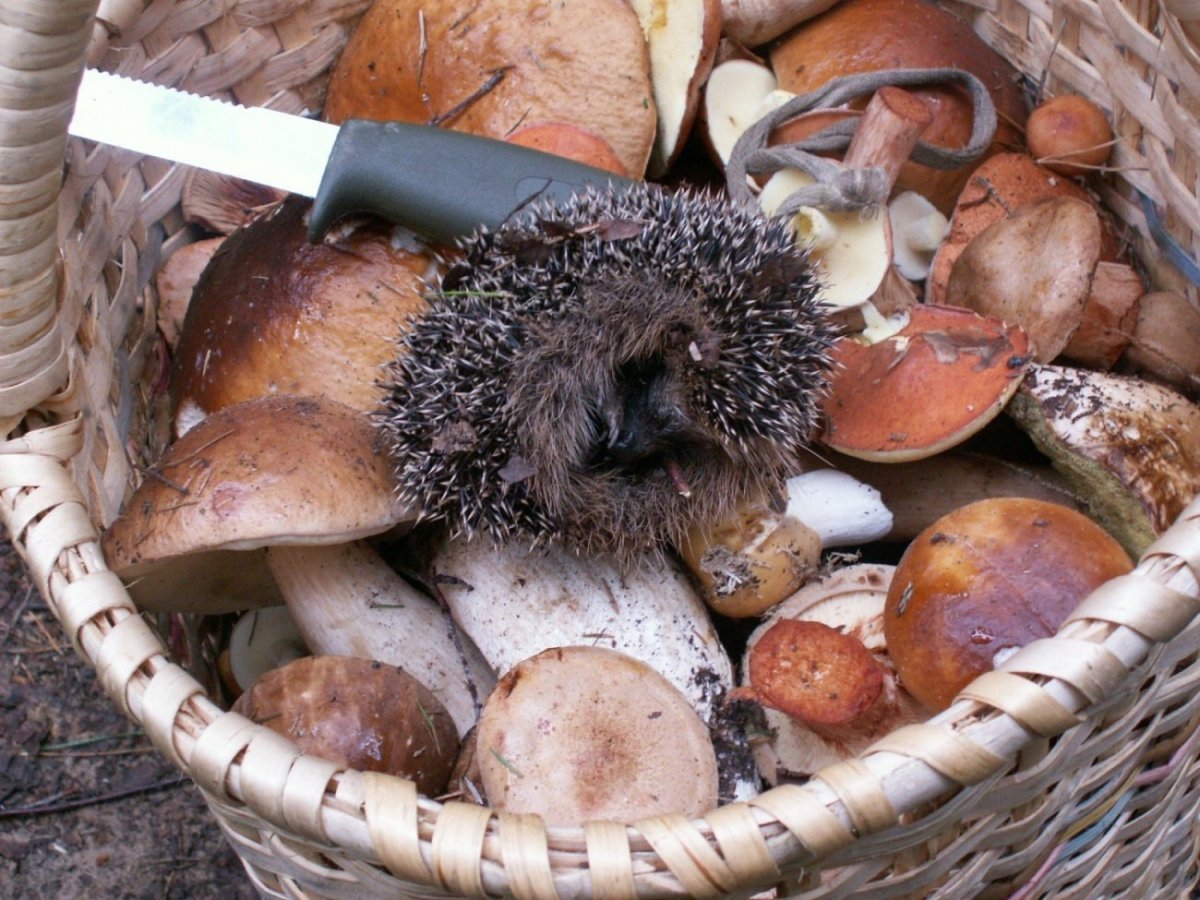 Ежик с грибочками для детей