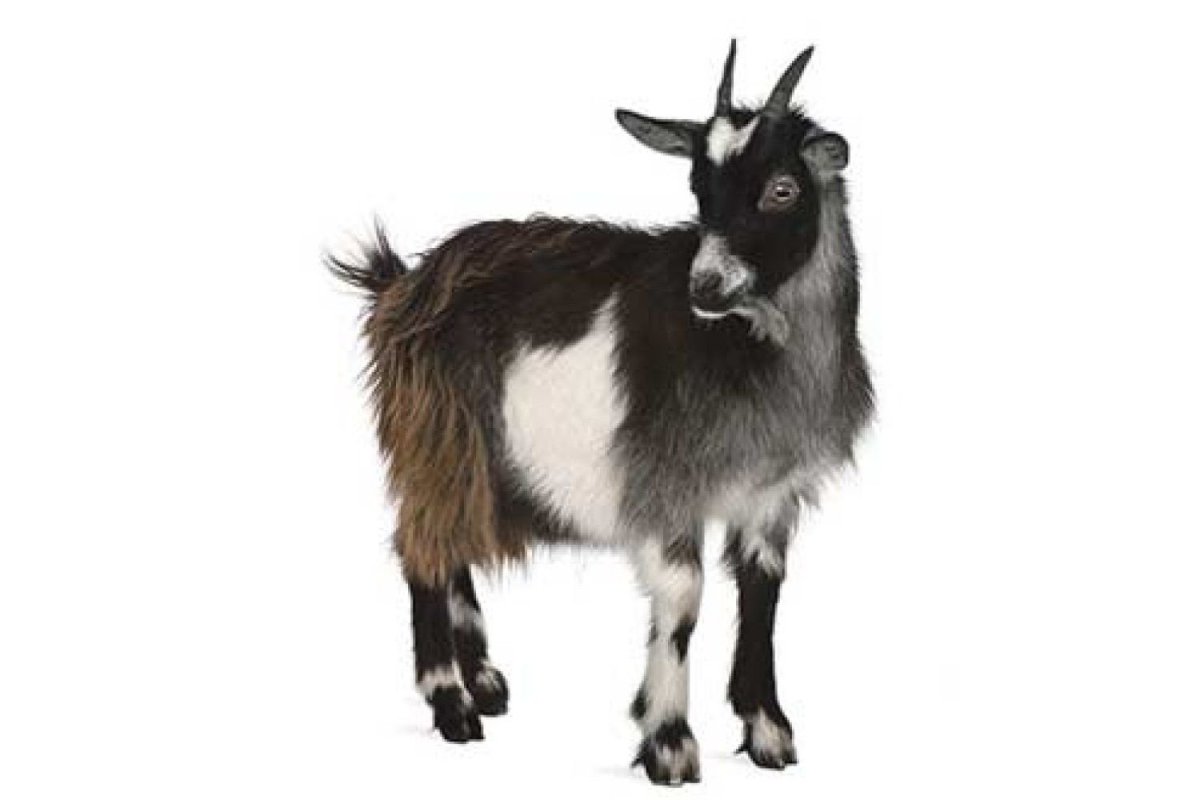 Козел на белом фоне