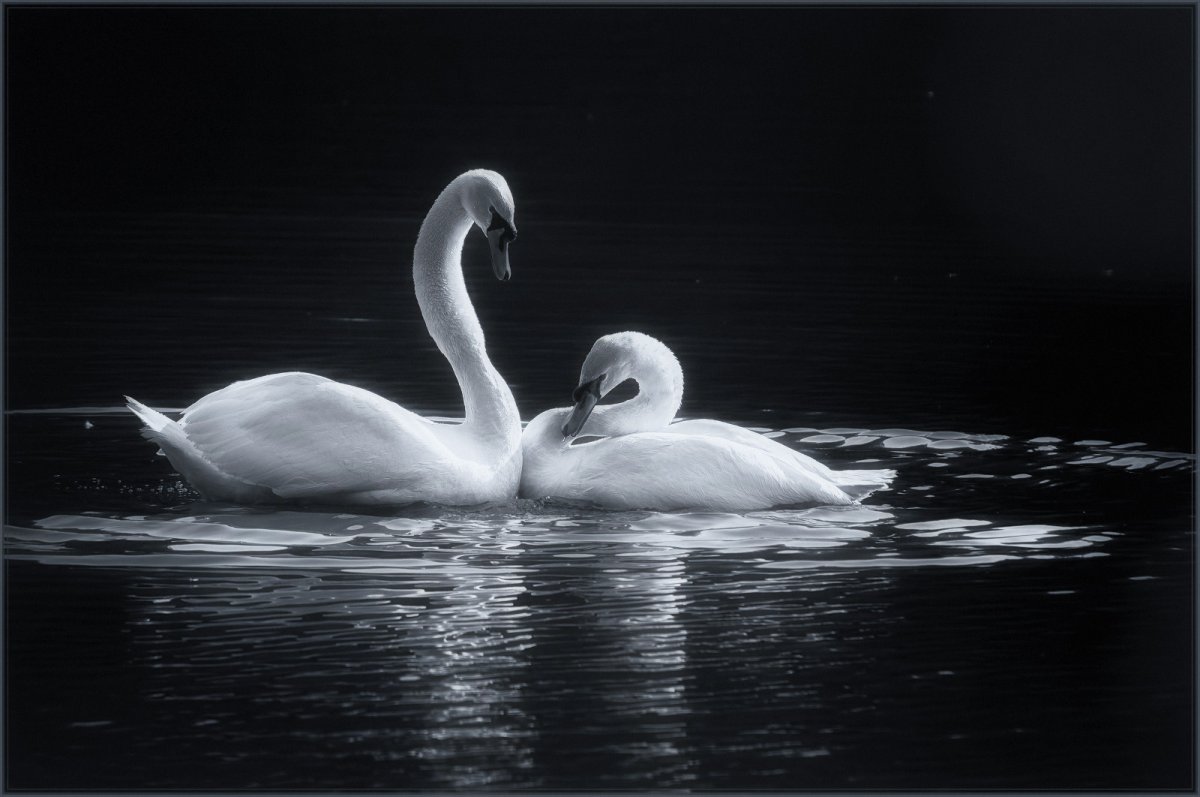 Лебединая верность