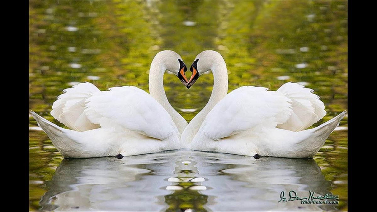 Лебеди символ верности