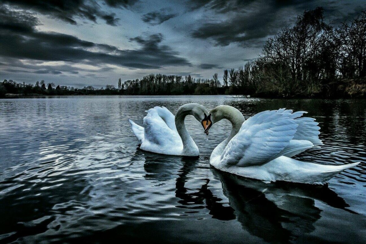 Лебеди сердце