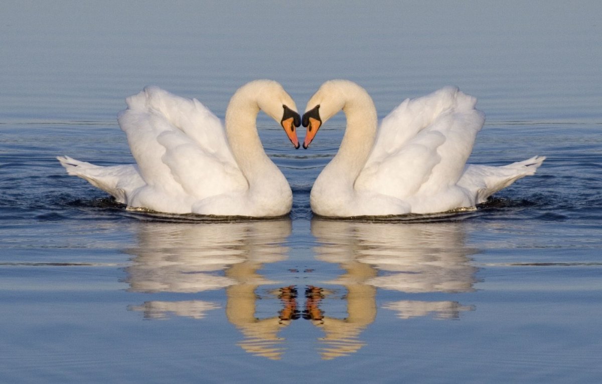 Лебеди сердце