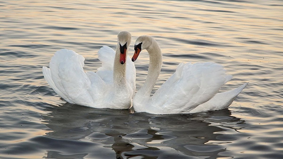 Приснились лебеди
