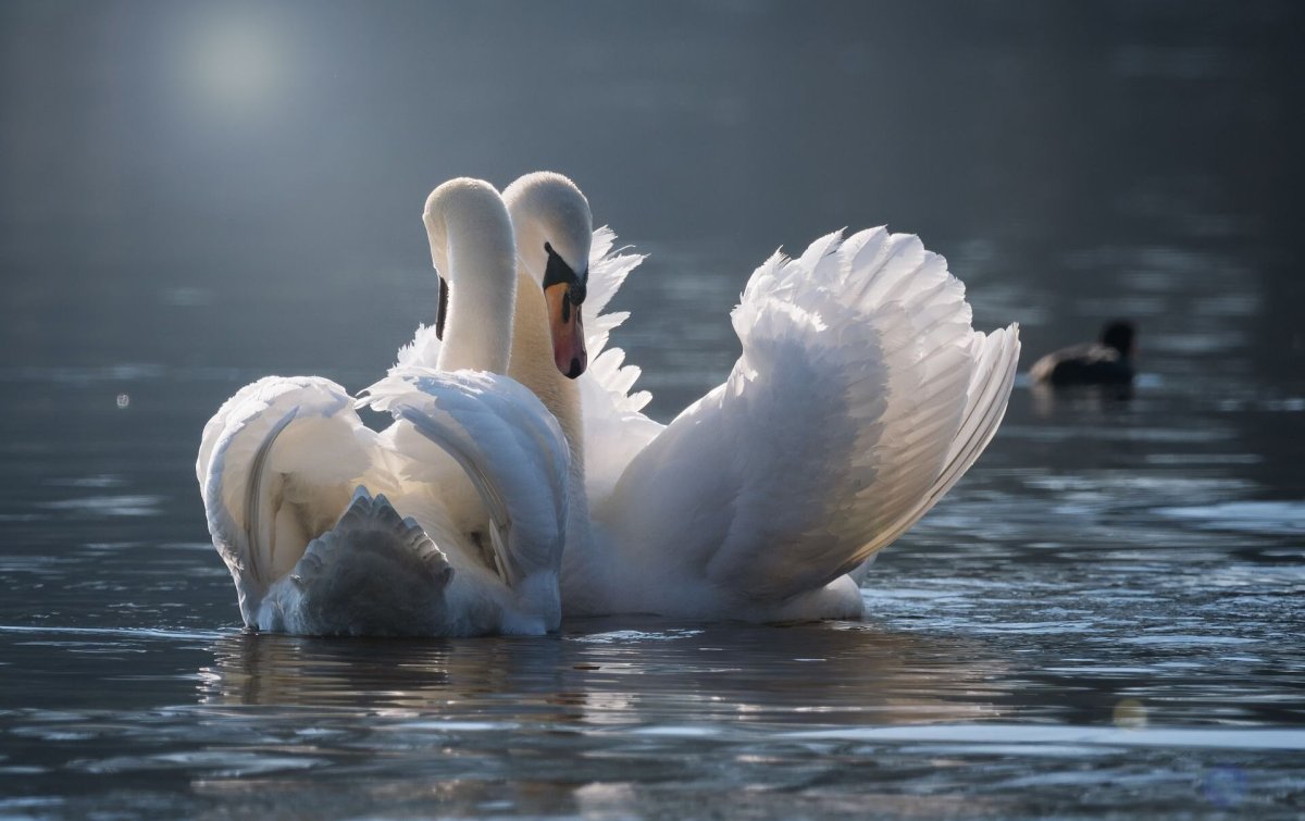 Два лебедя