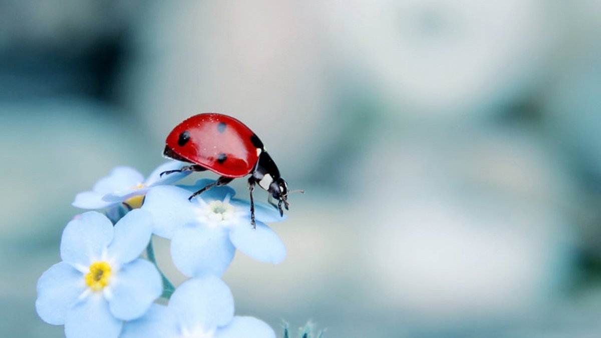 Божьи коровки на цветах