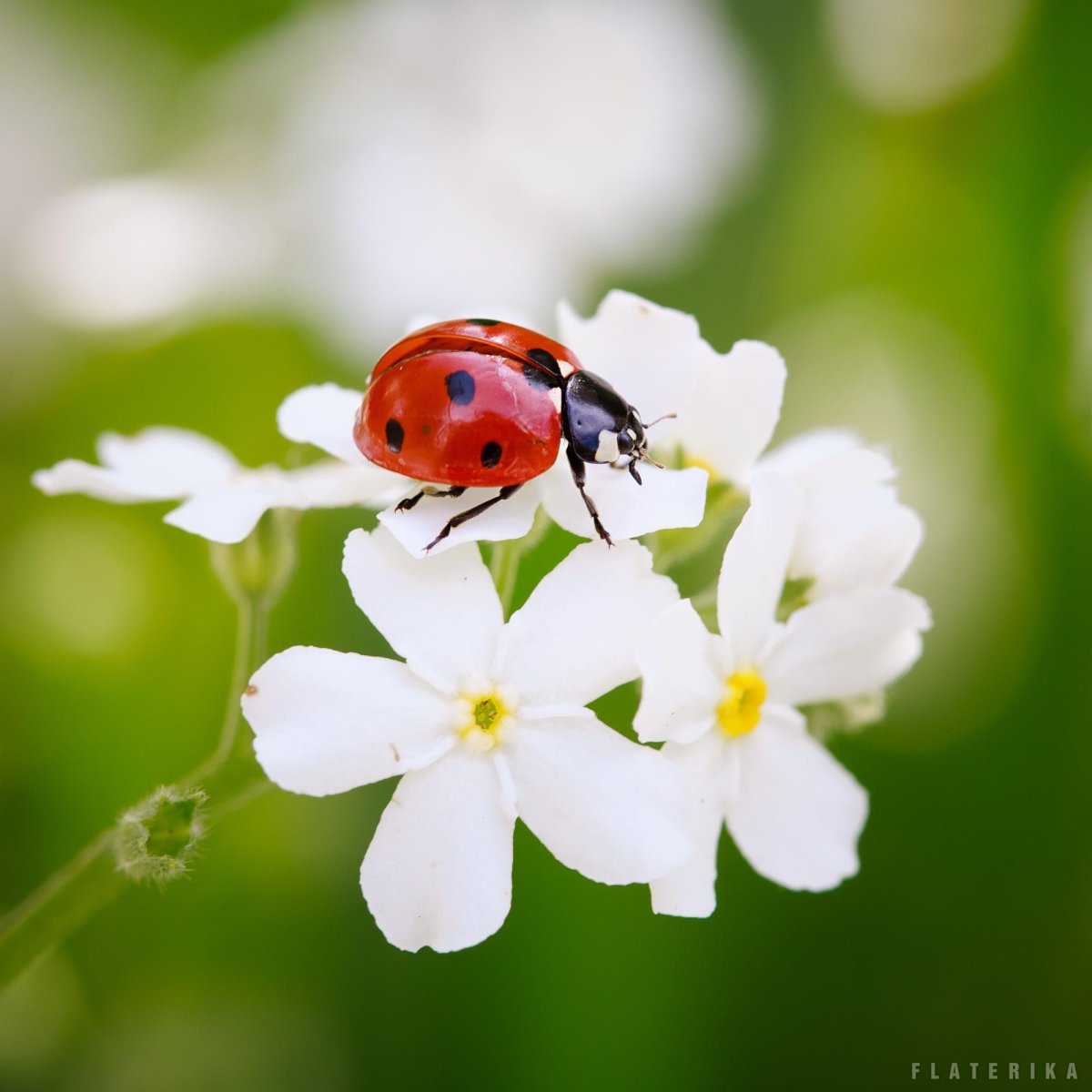 Белая Божья коровка