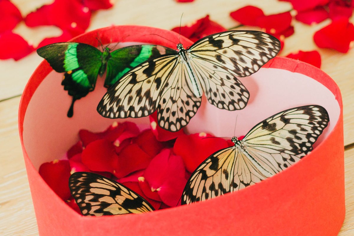 Коробочка с живыми бабочками