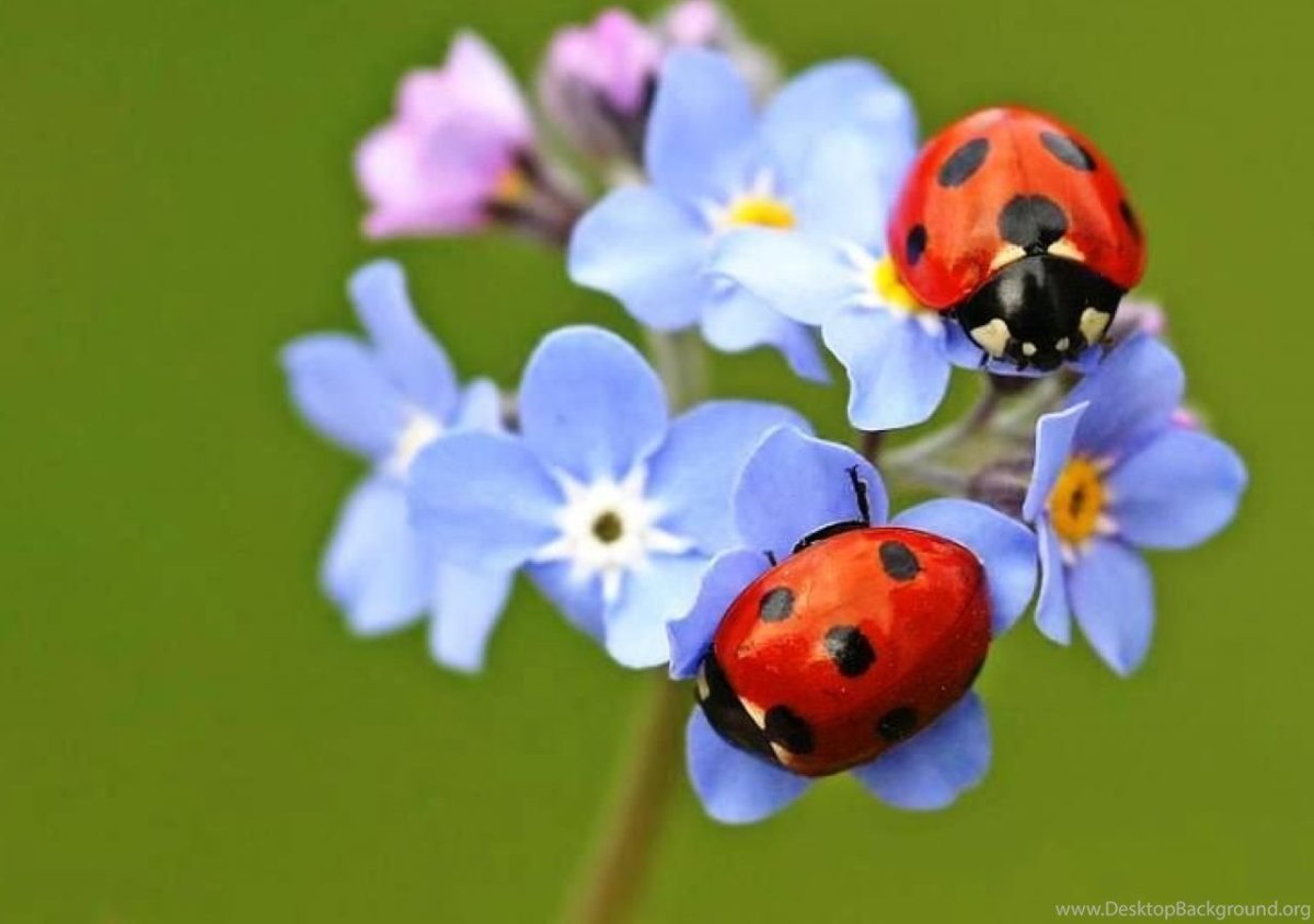 Божья коровка на синем фоне