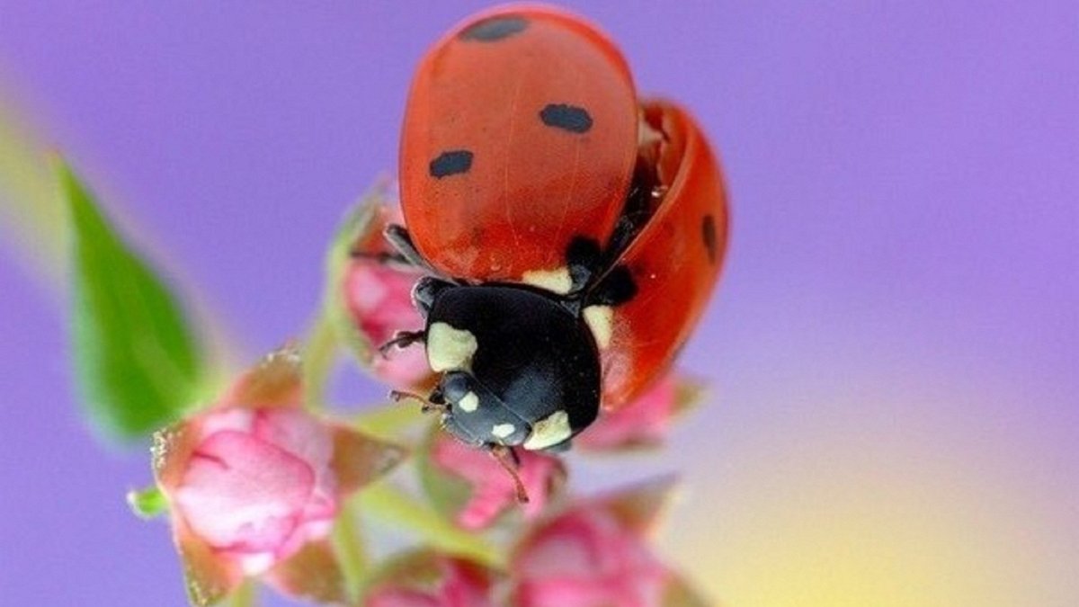 Милая Божья коровка с цветами