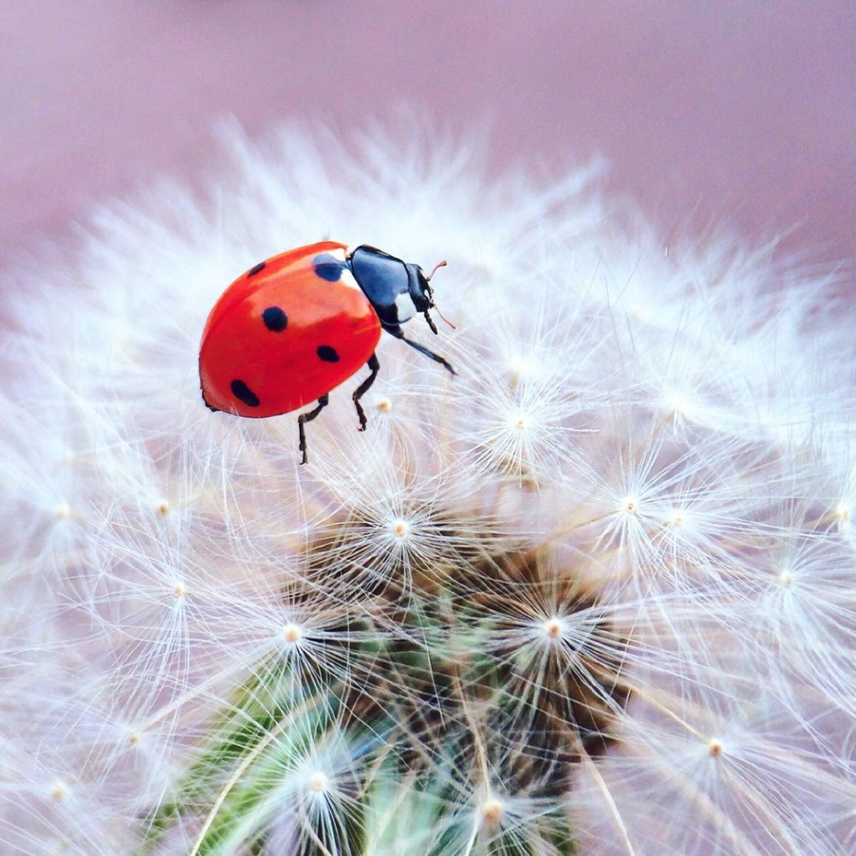 Божья коровка на одуванчике