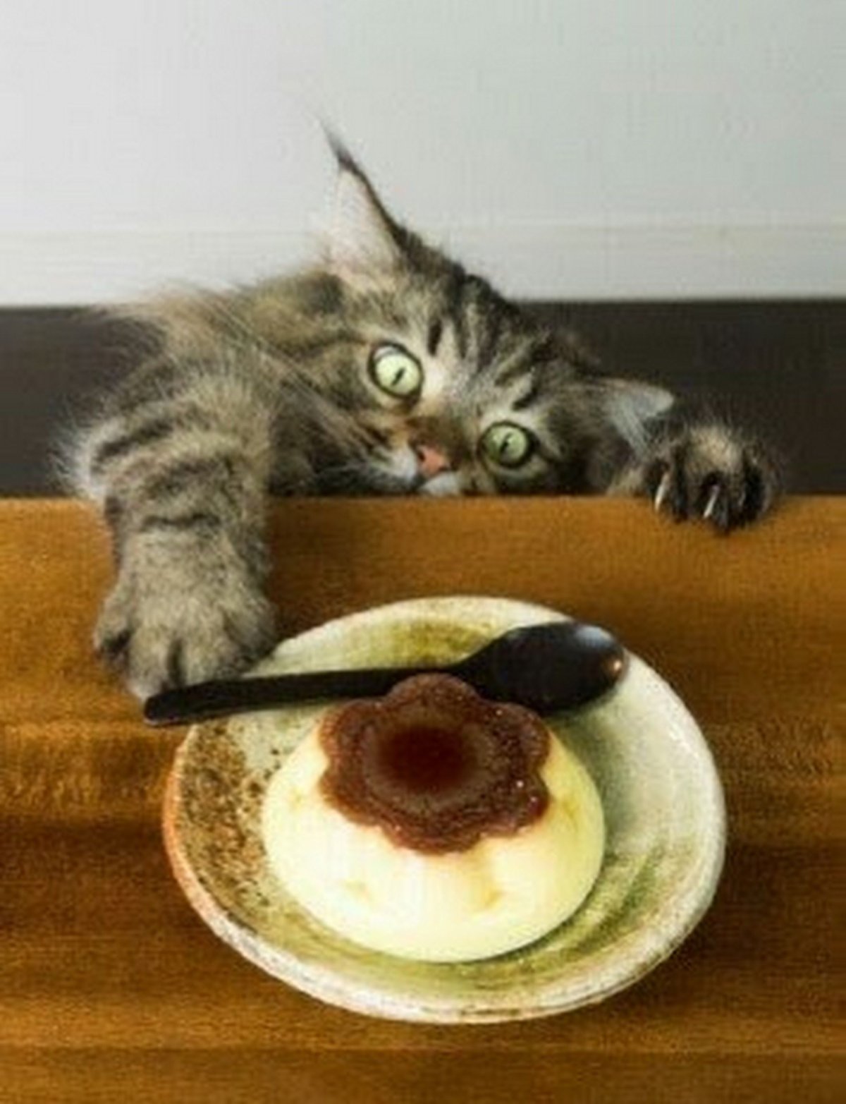 Котенок кушает