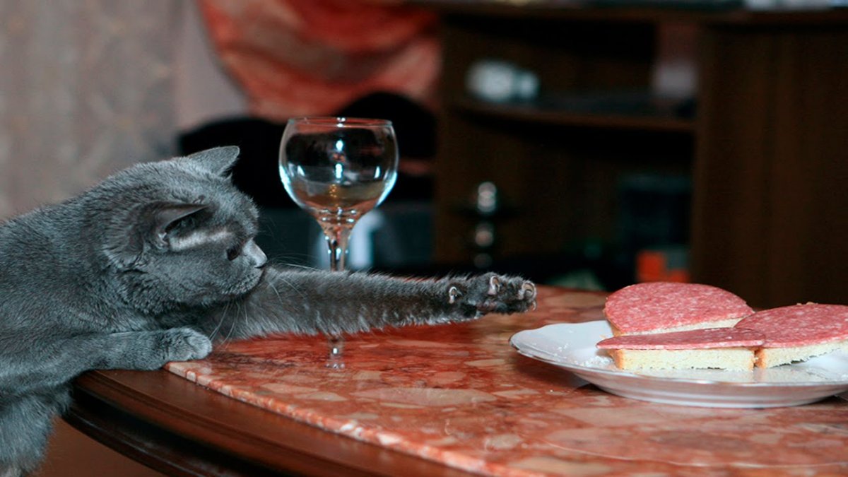 Корм для кошек