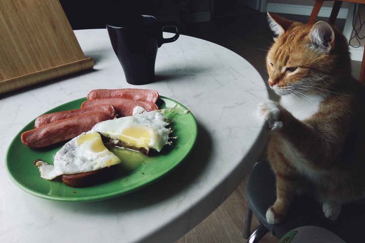 Завтрак с котом