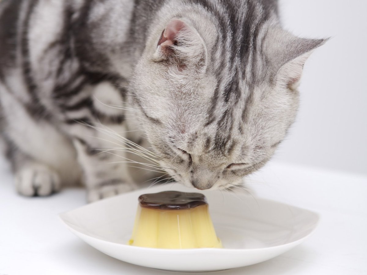 Котик кушает