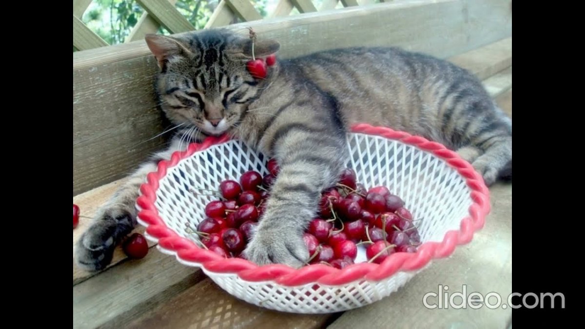 Кот пельмешка