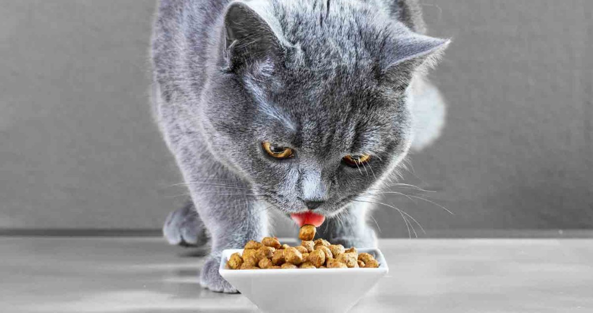 Что едят британские кошки