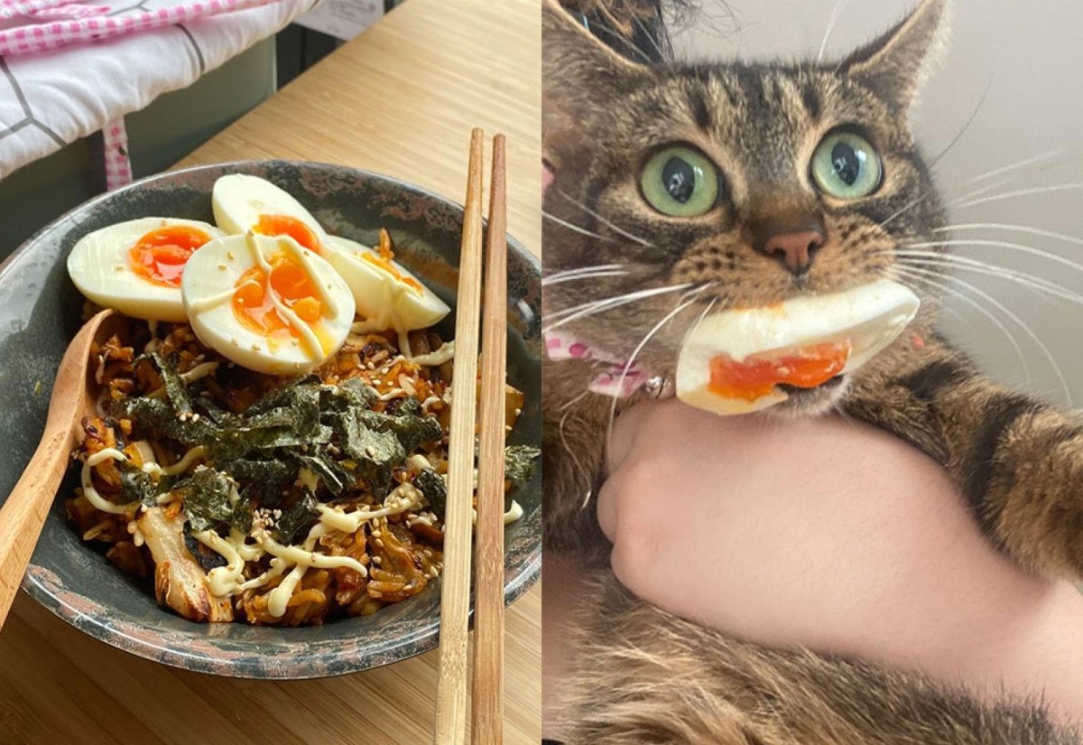 Кот делится едой