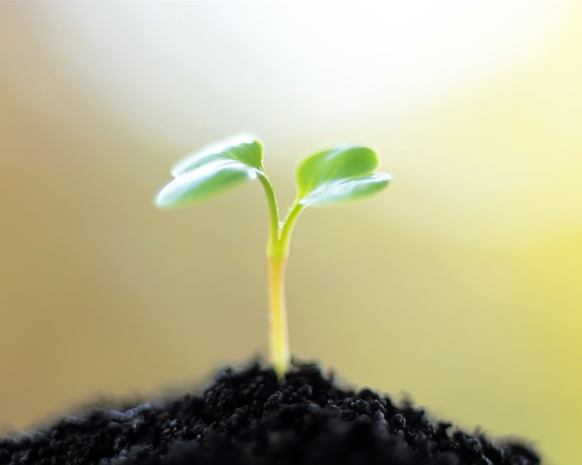 Росток растения