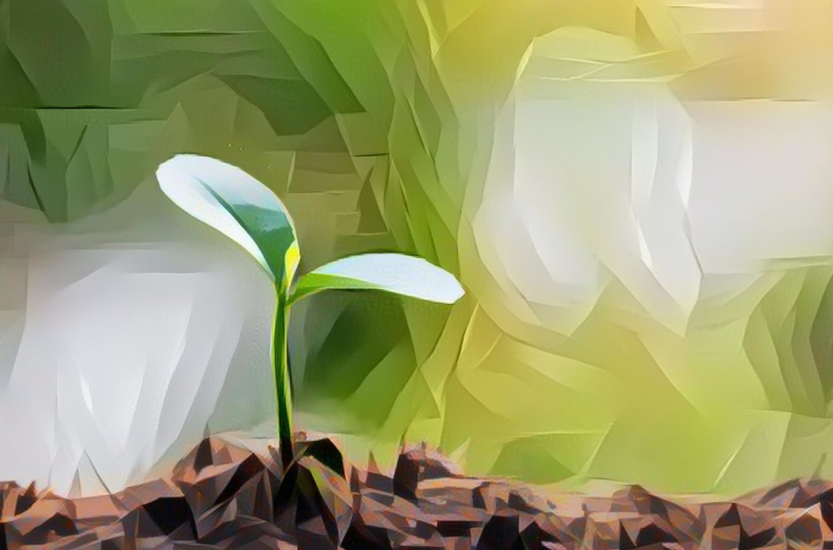 Росток плодоносный Иосиф Росток