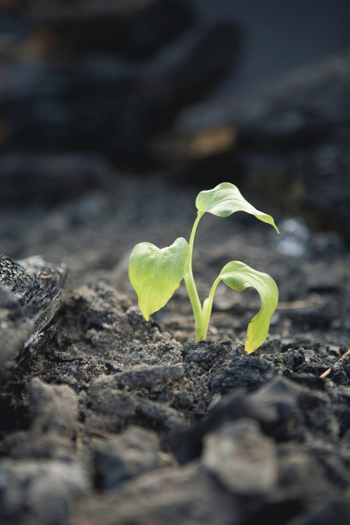 Росток из земли