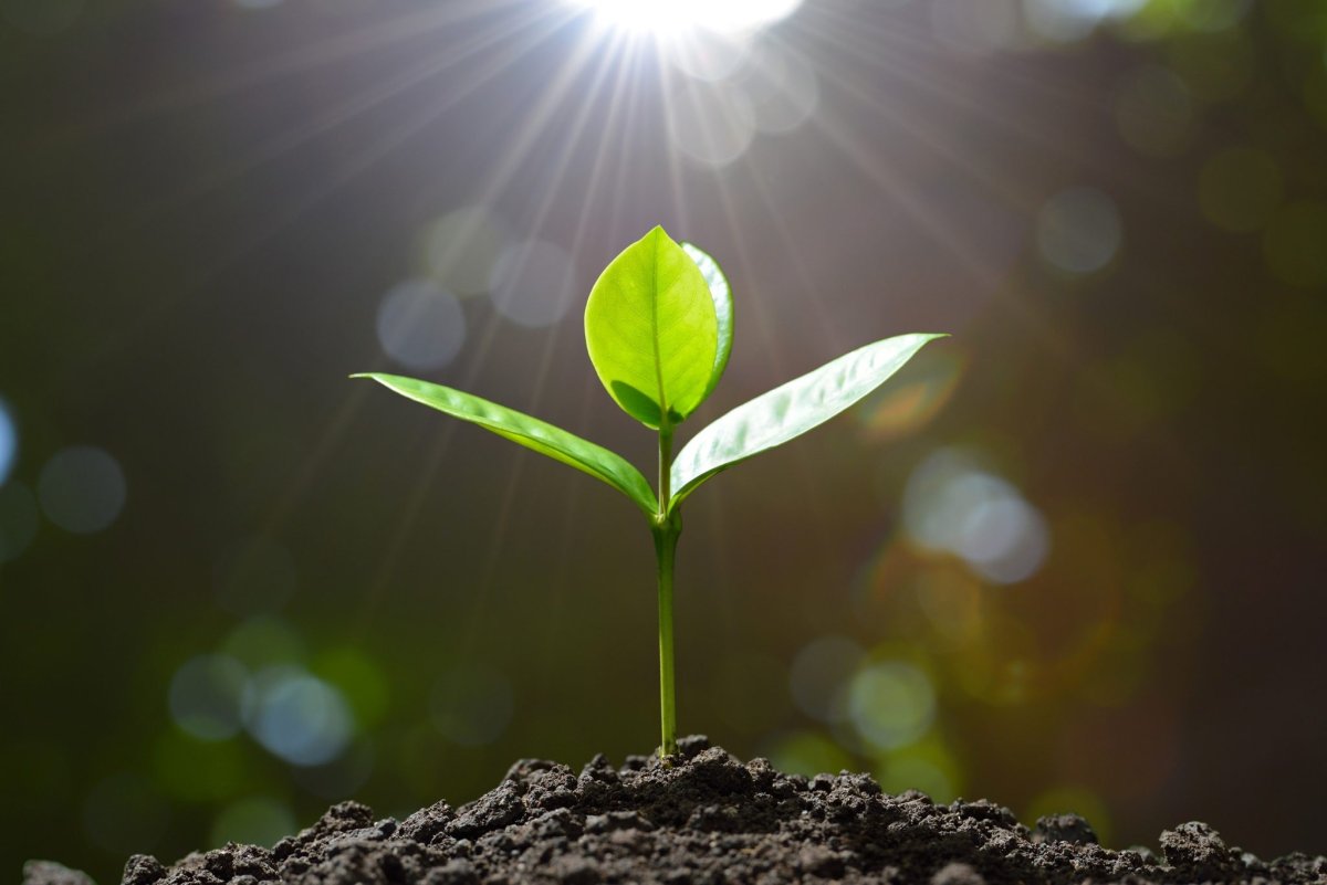 Росток из земли