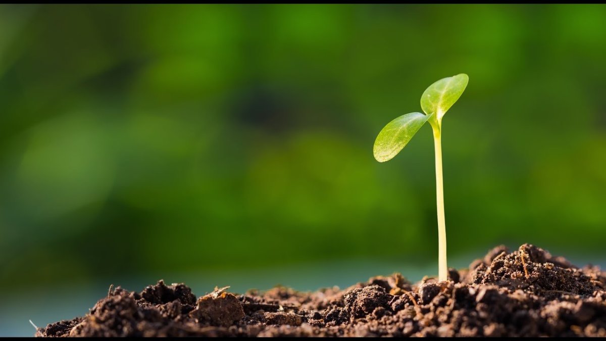 Ростки прячутся от солнца